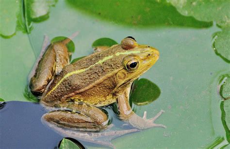 青蛙|青蛙[兩棲綱無尾目的動物]:青蛙（Frog）屬於脊索動物。